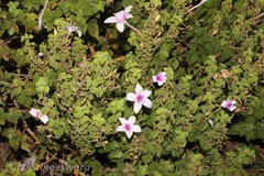 Barleria tomentosa